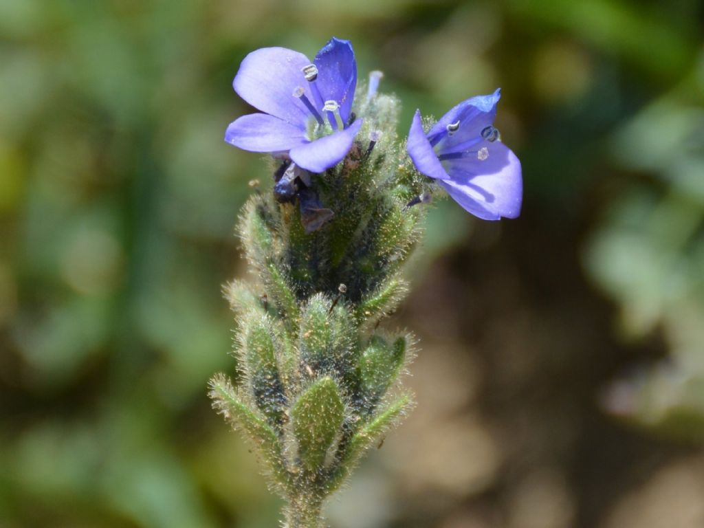 Veronica bellidioides / Veronica con foglie di margherita